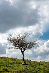 Fototapeta na wymiar Lonely leafless tree with dramatic sky