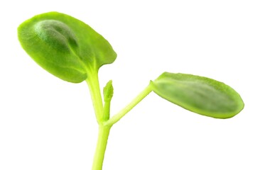 Growing seedling isolated over white background