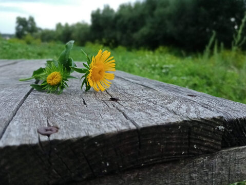 flower on a wooden table