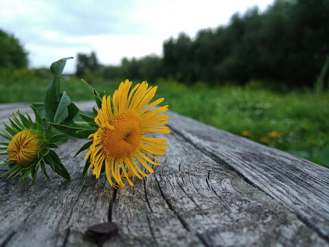 sunflower on a wooden background