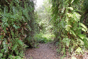 Fototapeta premium A path passes through a gap or opening in a lush green tropical forest
