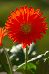 daisy flower blooming in bright orange colors lit by the spring sun