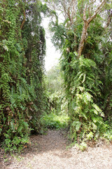 Fototapeta premium A path passes through a gap or opening in a lush green tropical forest