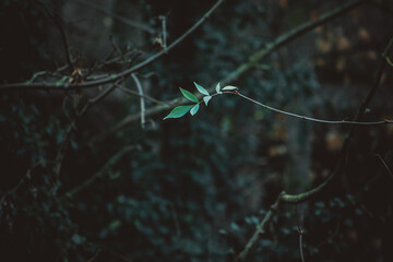 Green leaf. Forest leaf frame
Tropical green leaf in dark tone.
