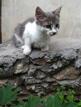 cat on the wall