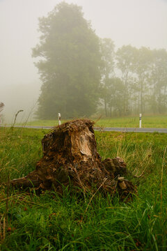 Baumstumpf im Harz bei Nebel am fr&uuml;hen Morgen bei Harzgerode, Deutschland