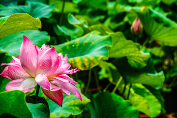 Pink lotus flower in summer