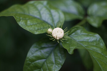 jusminum sambac L. Arabian Jusmine flower as nature background