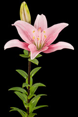 Pink lily flower, isolated on black background