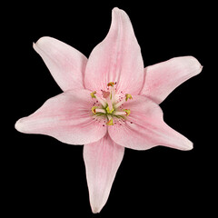 Pink lily flower, isolated on black background