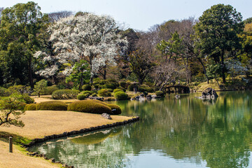 Fototapeta na wymiar Cherry blossom in famous Rikugien garden - Japanese style landscape garden in Tokyo