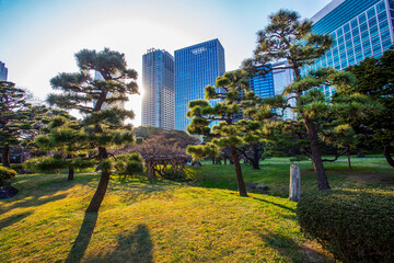 Idyllic pine trees in Hamarikyu gardens (next to Ginza district) of Tokyo.  with skyscrapers.