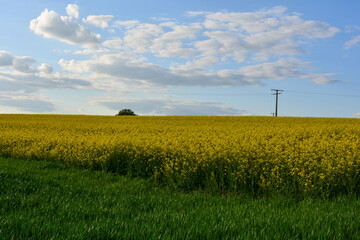 Rapsfeld im Sommer mit Himmel