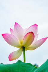 Pink lotus flower in summer