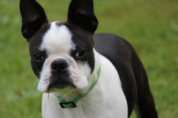 Boston terrier