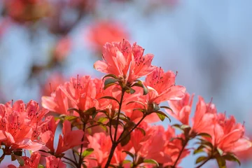 Foto auf Acrylglas Azalee Red azalea flowers in rainforest, Thailand.
