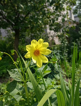 daffodils in the garden