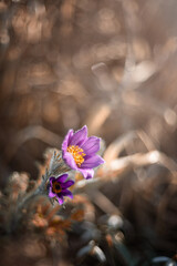 Kwiaty wiosenne, fioletowe sasanki (Pulsatilla vulgaris) , efekt bokeh