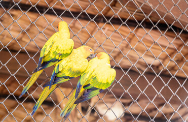 Selective focus on adorable Sun Conure or lovebird parrot at middle perched on fence of cage.  Beautiful and Colorful little three lovebird parrot sitting together.