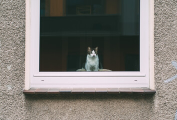 lonely cat behind window