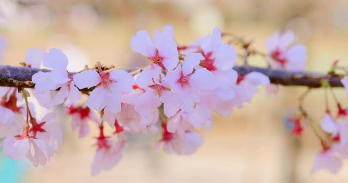 ピンク色の花びらが綺麗な満開の桜
