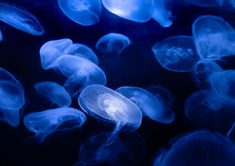 jelly fish blue