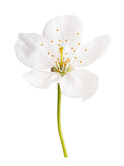 Blossom isolated on white background