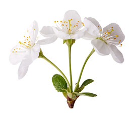 Fototapeta na wymiar Blossom isolated on white background