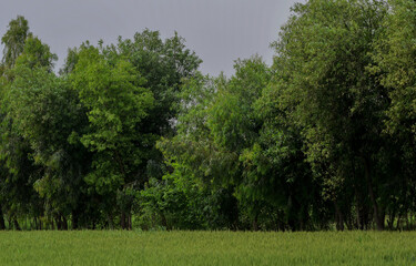 Fototapeta premium Random Beautiful Nature Landscape Photography, Green Lawn and Field Photography, HD Nature Image, HD Landscape and Trees, Spring Image, Environment Photography