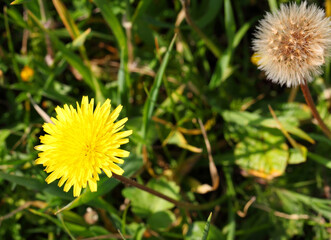 Dandelion yellow flower.  Taraxacum, Asteraceae flowering plant grows in nature. Macro 