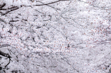桜 満開 背景に咲き誇る一面の桜の花 春の風景 ソメイヨシノ 日本