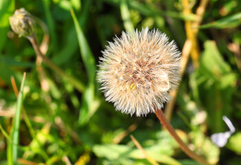 Dandelion seed head. Flower head in seed. Taraxacum Asteraceae grows in nature. Macro