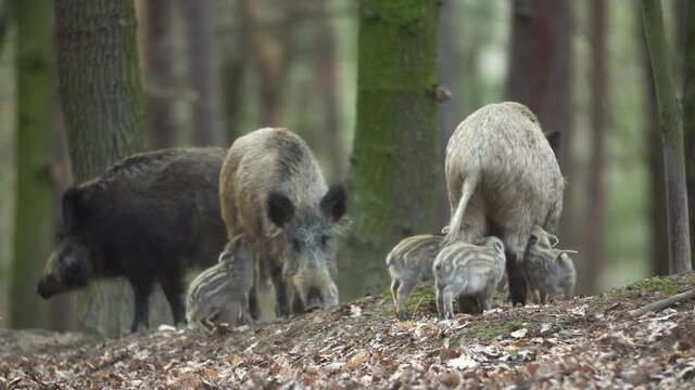 Closeup young wild boar Sus scrofa family, calm piggy mother suckling striped youngs. Wildlife tranquil scene of long furry animals. Strong nose, well smell sense to search food in omnivorous.
