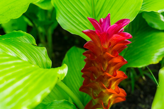 Blooming turmeric curcuma ginger flower field background.
