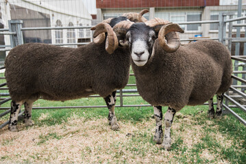 Sheep with Curly Horns