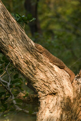 monitor lizard or bengal monitor or common indian monitor or varanus bengalensis portrait resting on tree trunk in natural monsoon green background at ranthambore national park or tiger reserve india