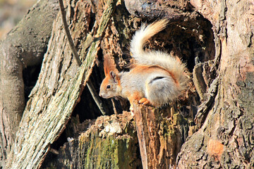 squirrel made a dwelling in the hollow of a large tree