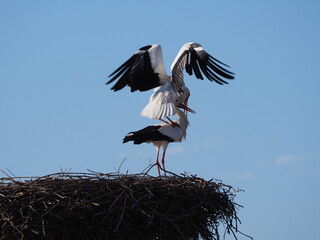 cópula de pareja de cigüeñas de color blanco, negro y rojo, lerida, españa, europa