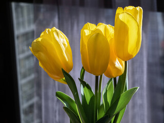 yellow tulips on the background of the window