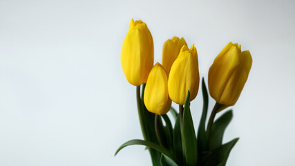 yellow tulips on white background