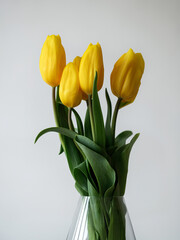 bouquet of yellow tulips in a vase on a white background