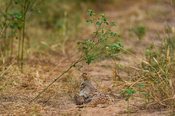 grey francolin or grey partridge or Francolinus pondicerianus family in natural monsoon green background at Ranthambore national park or tiger reserve rajasthan india