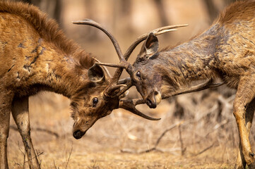Two angry male Sambar deer in action fighting with their big long horns showing dominance at...