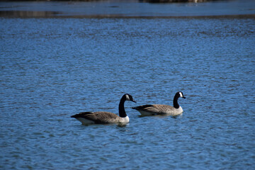 Partially ice covered pond with several Canadian Geese migrating back north on a sunny early spring day