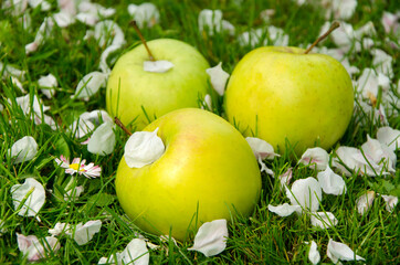 green apples close-up on a background of grass and white petals of an apple tree