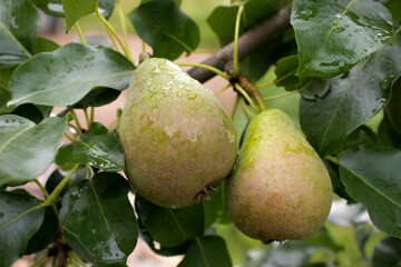 Ripe pears hang on a tree branch in the garden in the summer. The concept of growing organic food, gardening, farm, pears in the garden