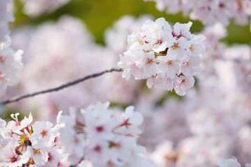 春の満開の桜のアップ写真
