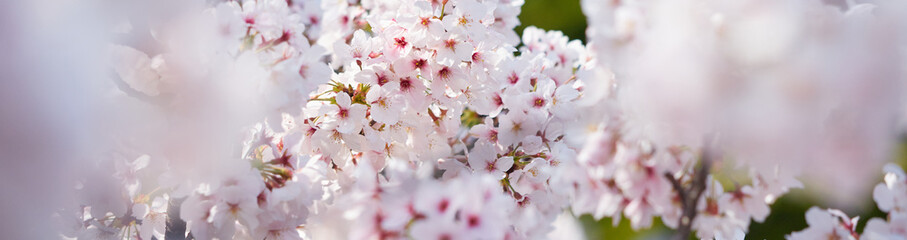 ワイド幅撮影した満開の桜の花