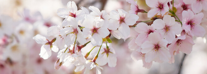 ワイド幅撮影した満開の桜の花