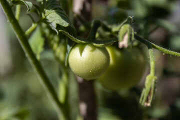 Unripe green and dirty tomatoes growing in the own garden.  Green tomatoes on a branch close-up.